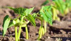 vyroshhuvannya-kvasoli-v-domashnih-umovah