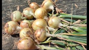 Що потрібно зробити, щоб цибуля не гнила під час зберігання