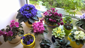 як поливати фіалки