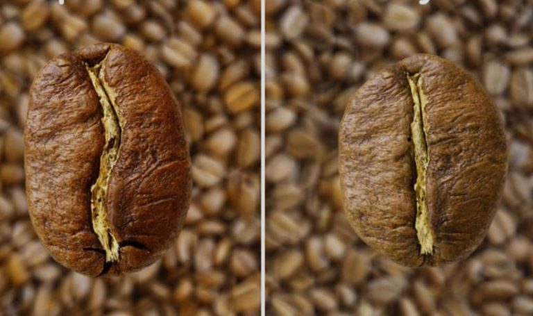 арабіка-і-робуста-різниця