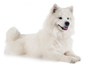 білі-породи-собак