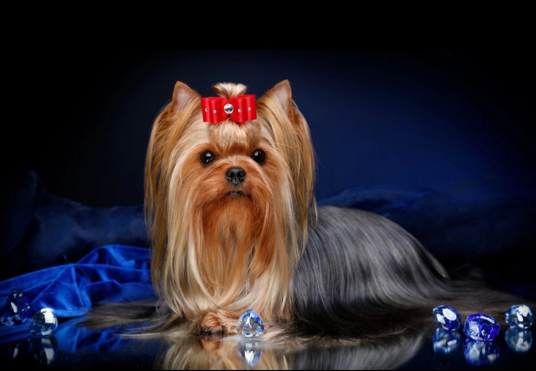 йорк-терьер