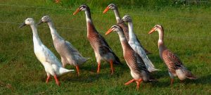 найбільші-породи-качок