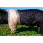 оптимус-порода-свиней