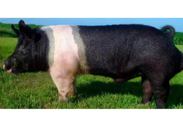 оптимус-порода-свиней