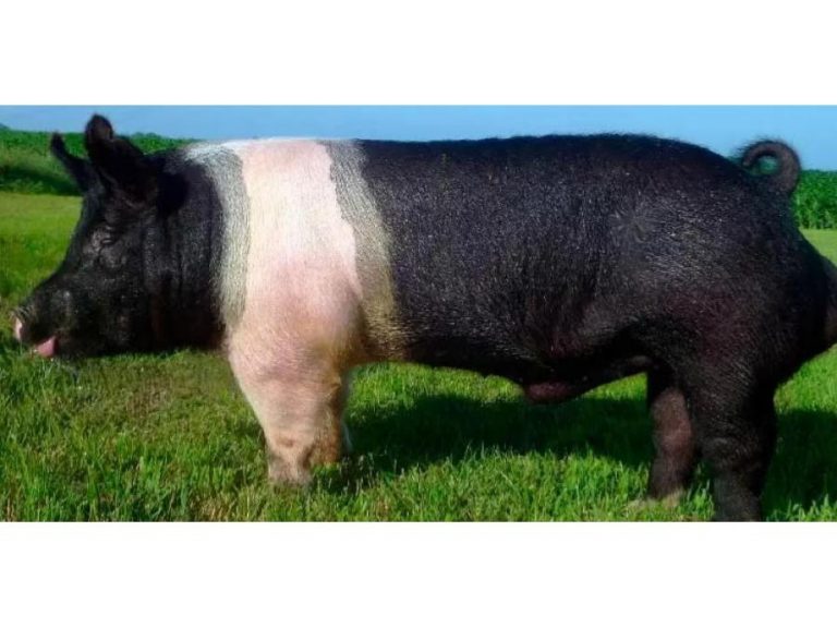 оптимус-порода-свиней