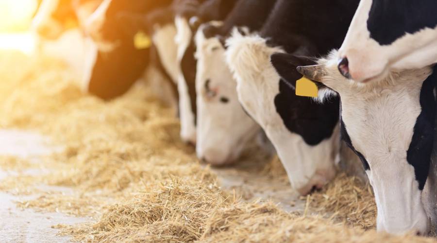 породи-корів