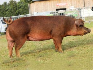 рижі-свині-порода