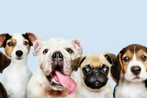 тест-яка-ти-порода-собаки