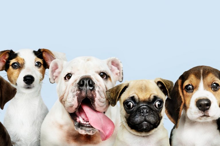 тест-яка-ти-порода-собаки