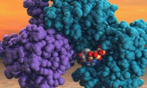 що-таке-ферменти