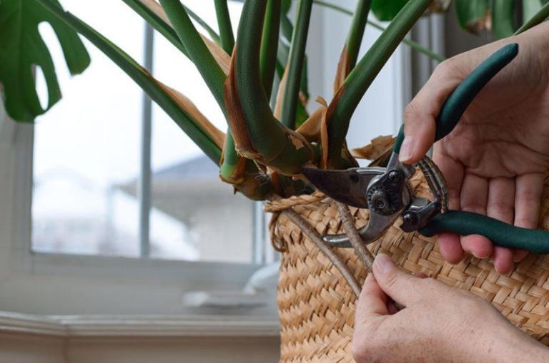 як-обрізати-монстеру