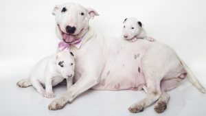 бультерьер