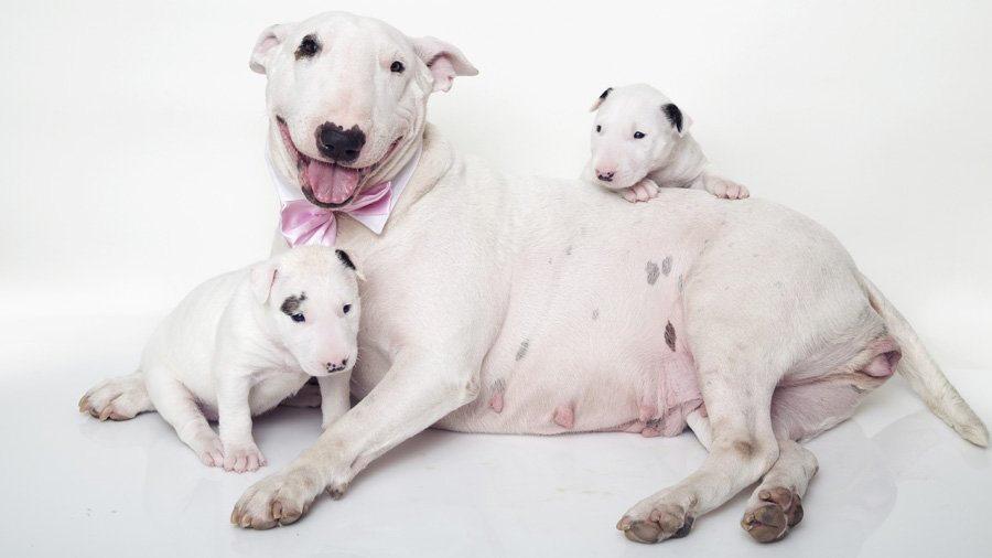 бультерьер