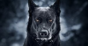 велика-чорна-собака