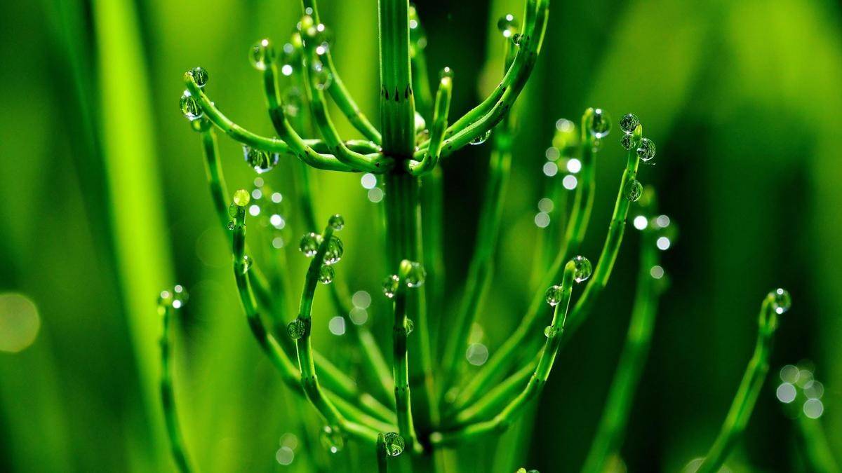 від-чого-допомагає-хвощ-польовий