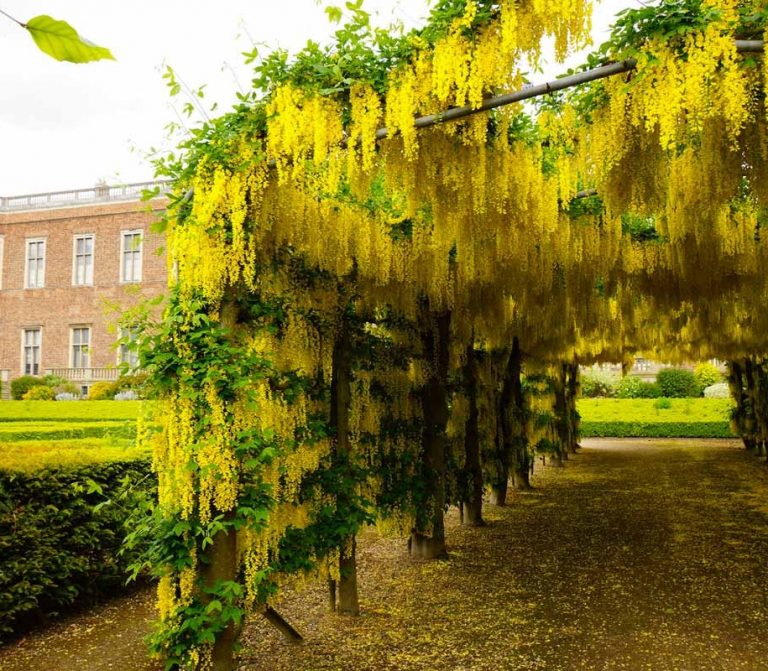 золотий-дощ-це