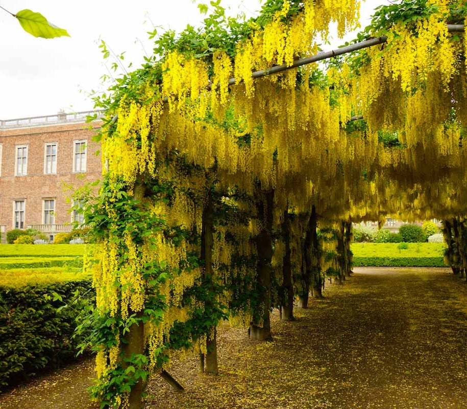 золотий-дощ-це