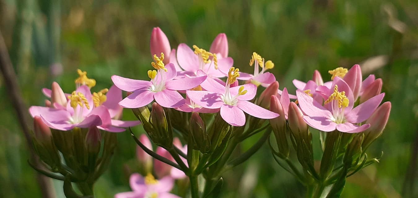 золототисячник-від-чого