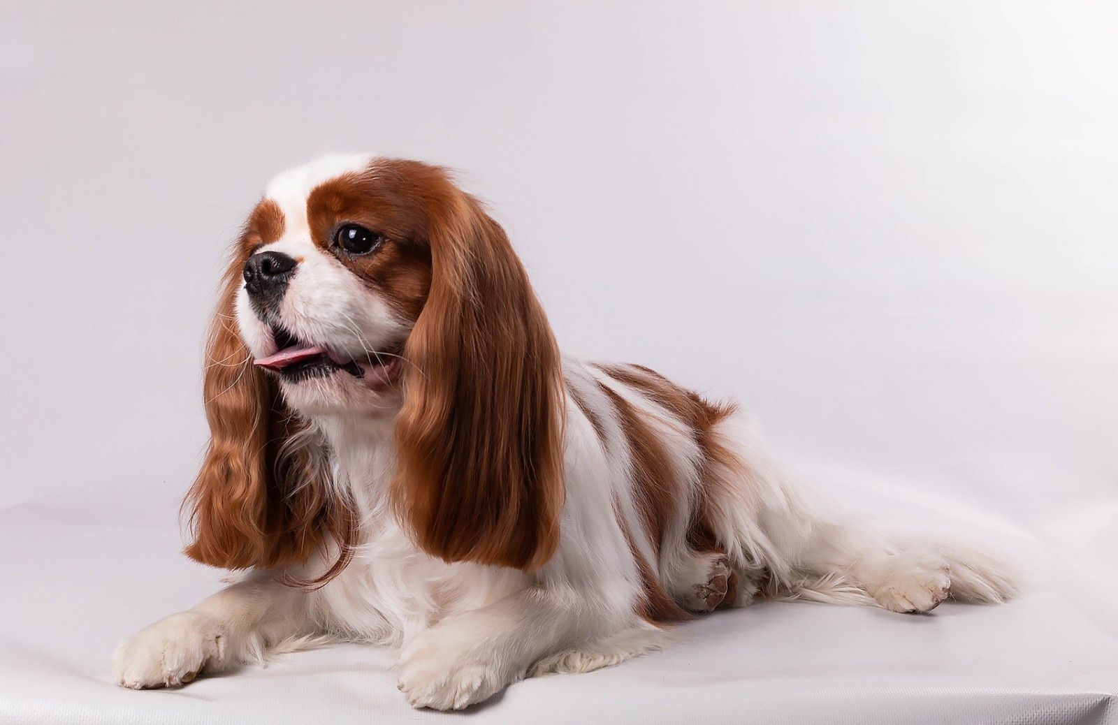 кавалер-кінг-чарльз-спанієль
