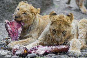 консументи-це