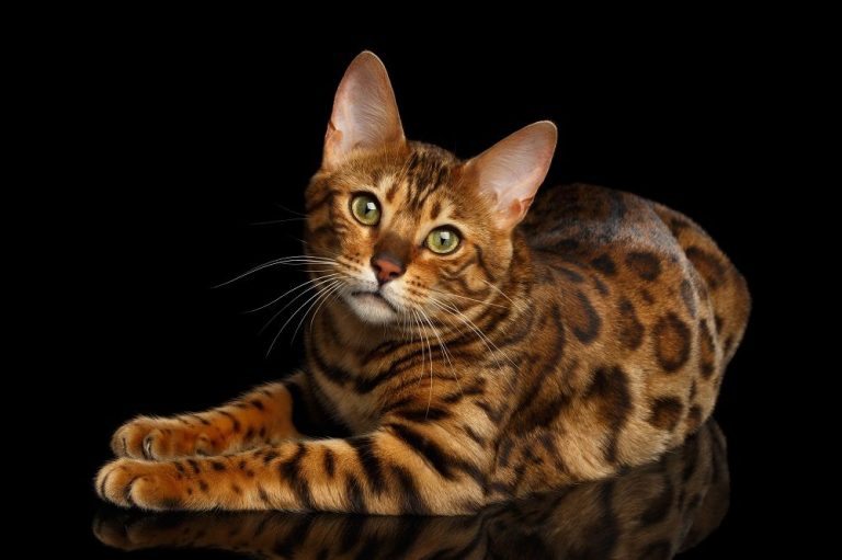 короткошерсті-породи-котів