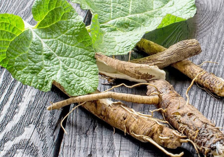 корінь-лопуха-лікувальні-властивості