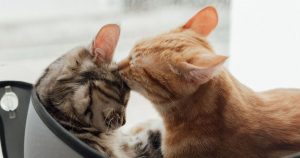 котячі-імена