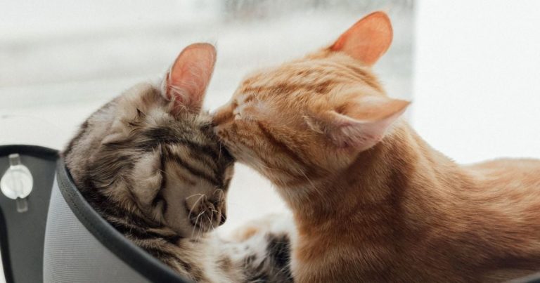 котячі-імена