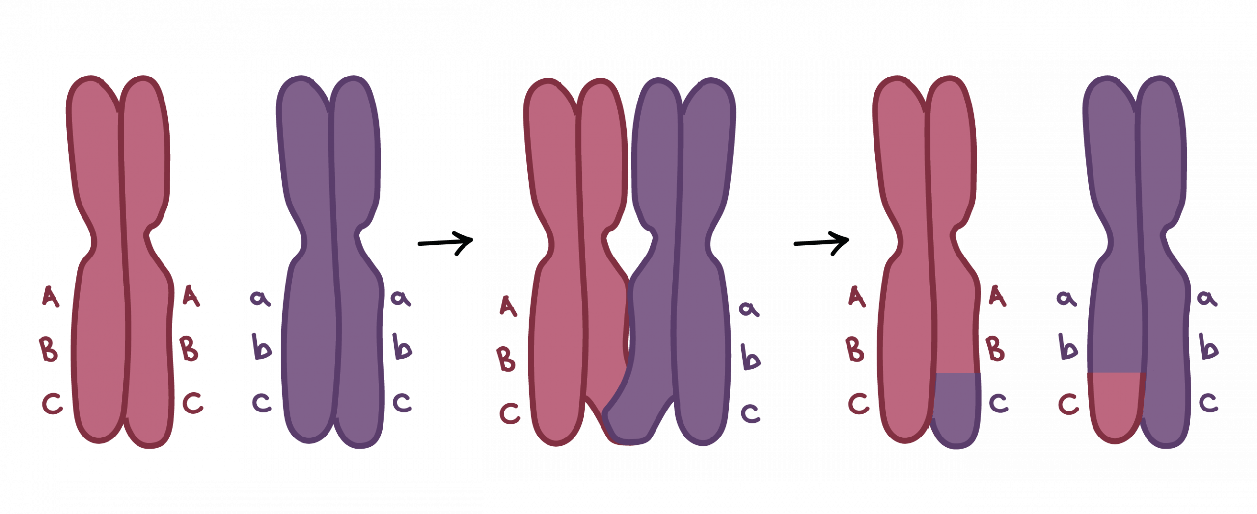 кросинговер-це