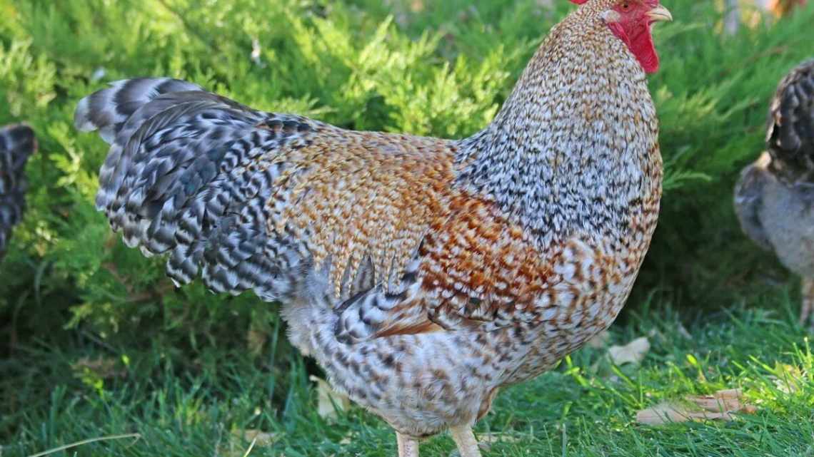 кури-домінанти