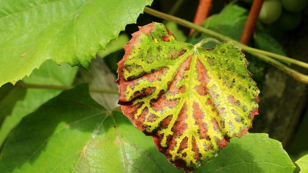 листя-хвороби-винограду-в-картинках