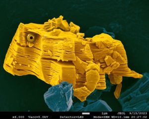 методи-дослідження-клітин