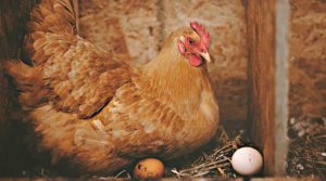 найкращі-породи-курей-несучок