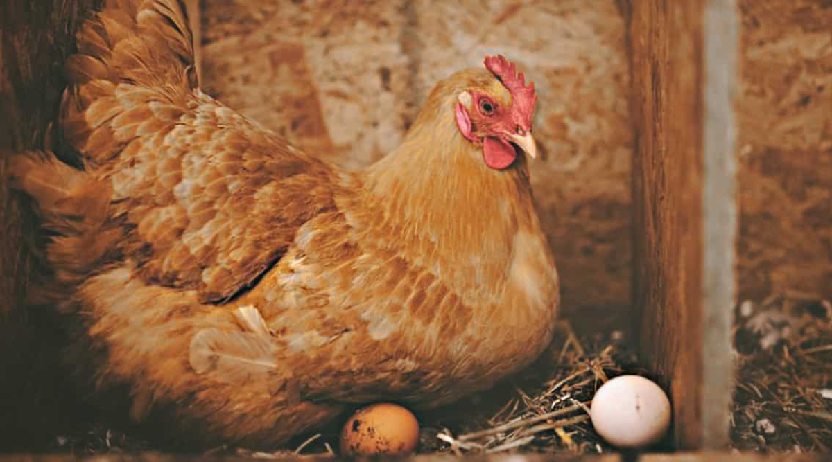 найкращі-породи-курей-несучок