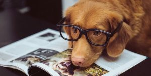 найрозумніші-собаки