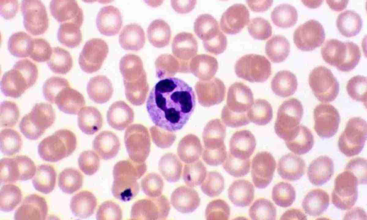 нейтрофіли-це