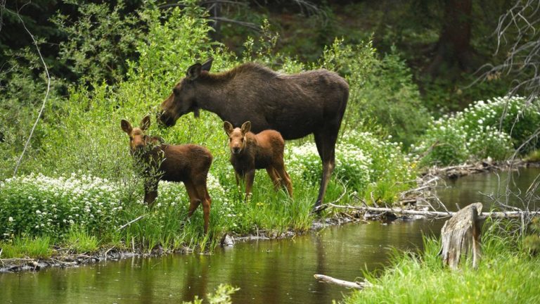 популяція-це