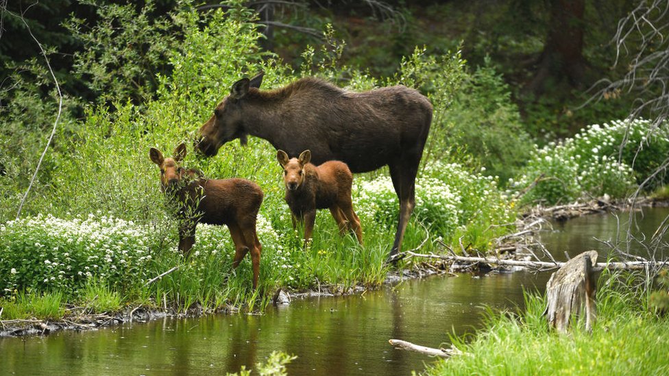 популяція-це