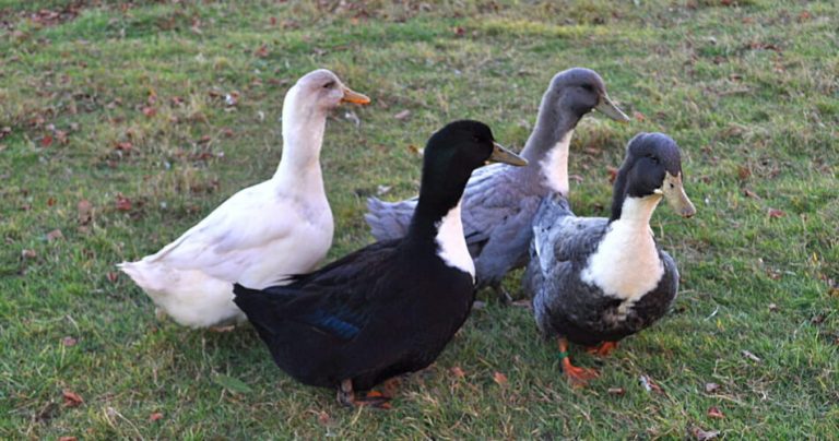 породи-качок