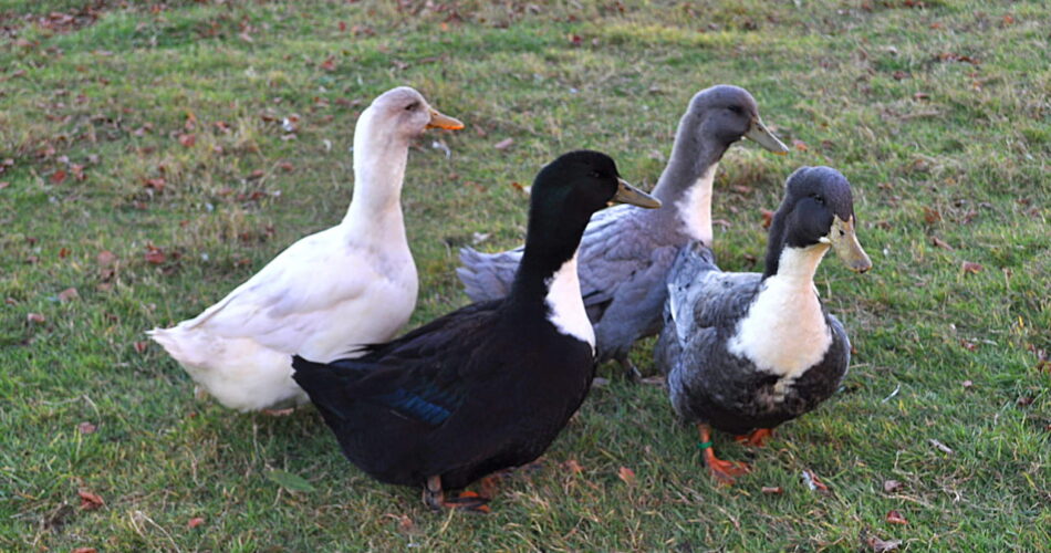 породи-качок