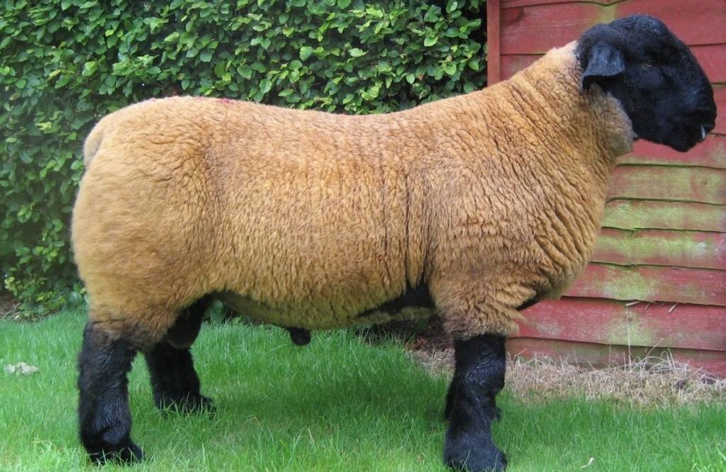 породи-овець