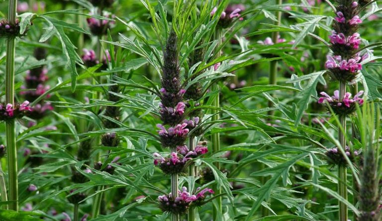 пустирник-користь-і-шкода