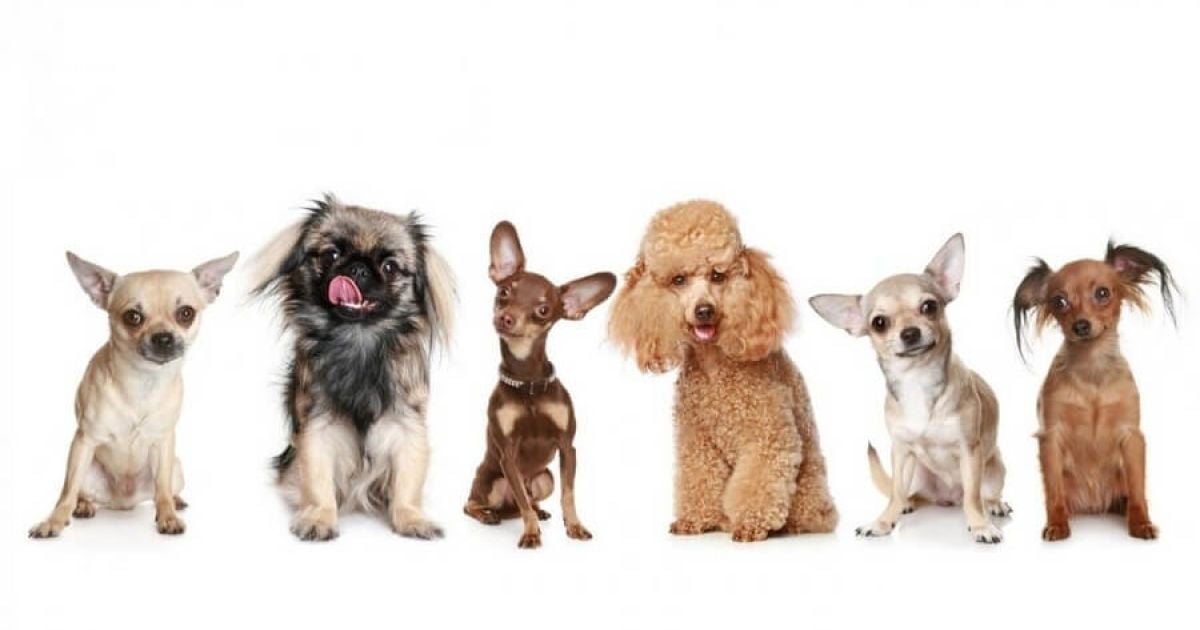 самі-маленькі-породи-собак