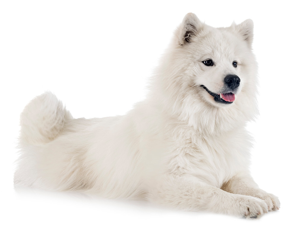 собака-біла-пухнаста
