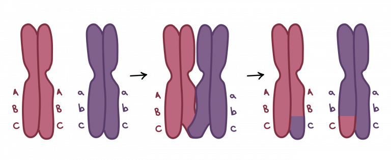 фази-мейозу