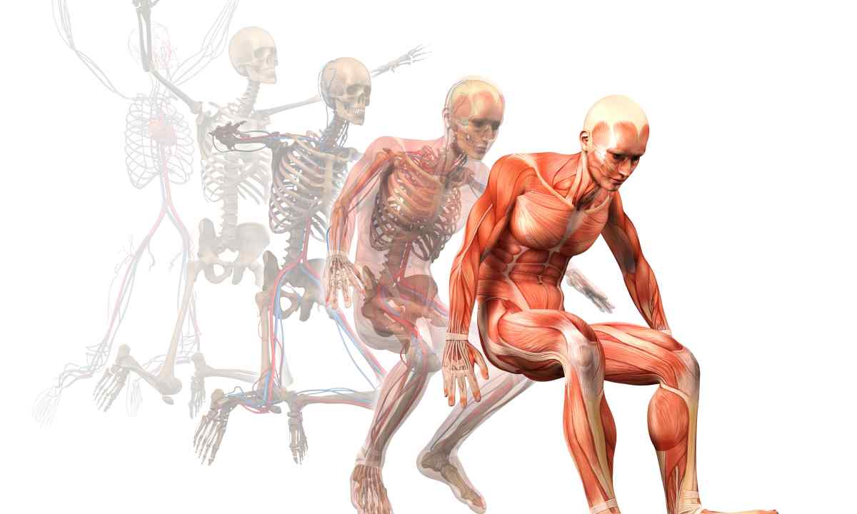 фізіологія-це