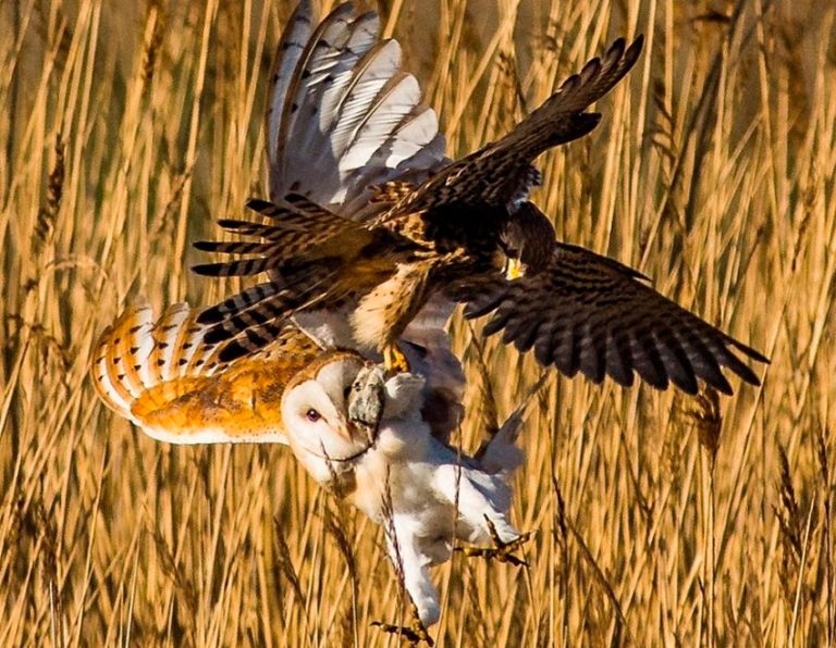 хто-їсть-сову