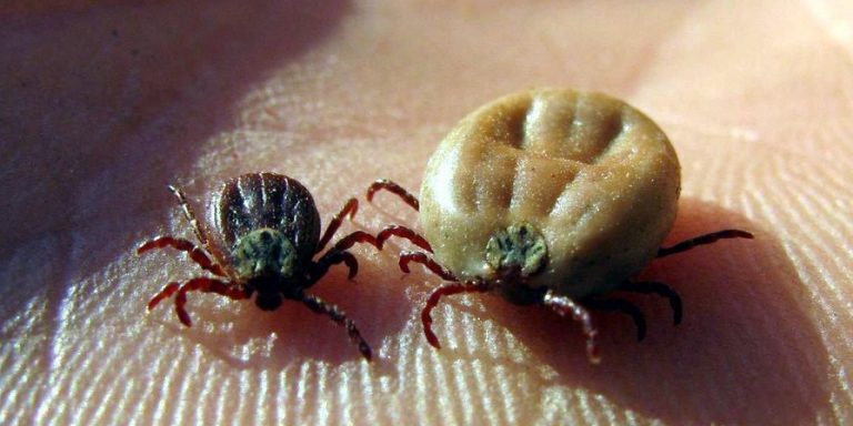 що-робити-як-вкусив-кліщ