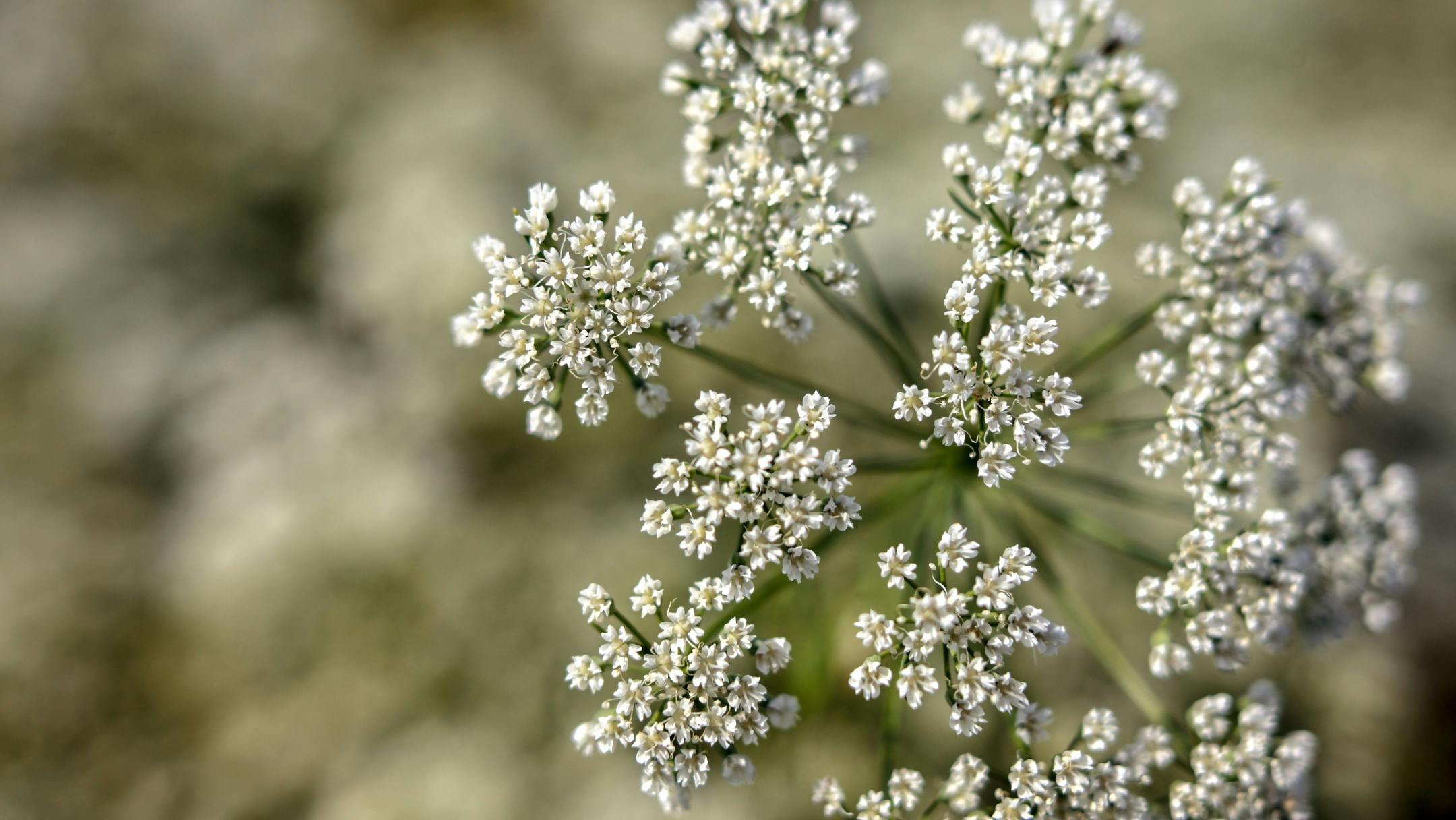 що-таке-аніс